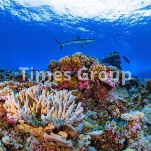 اخذ اقامت کشور ترینیداد و توباگو