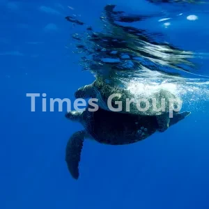 دریافت پاسپورت سیشل