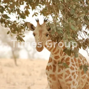اخذ اقامت کشور نیجر