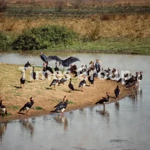 مهاجرت به کشور جمهوری آفریقای مرکزی