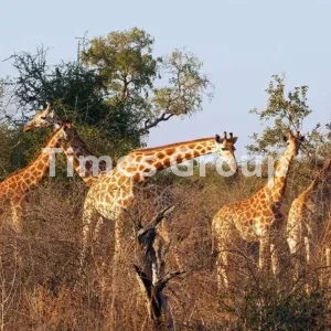 دریافت پاسپورت چاد