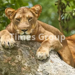 اخذ شهروندی کشور اوگاندا