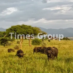 دریافت وقت سفارت اوگاندا