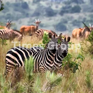 ثبت شرکت در رواندا
