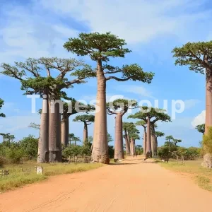 ثبت شرکت در ماداگاسکار