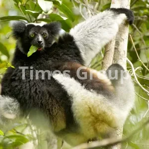 افتتاح حساب شرکتی و بیزینسی در ماداگاسکار