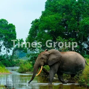 ثبت شرکت در کنگو