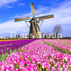 ثبت شرکت در هلند